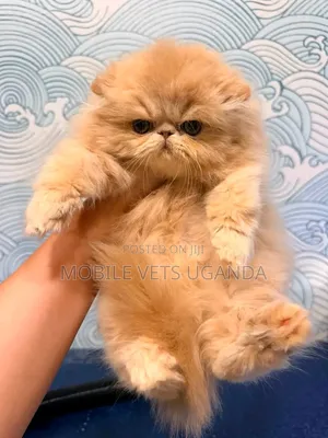 1-3 months Female Purebred Persian