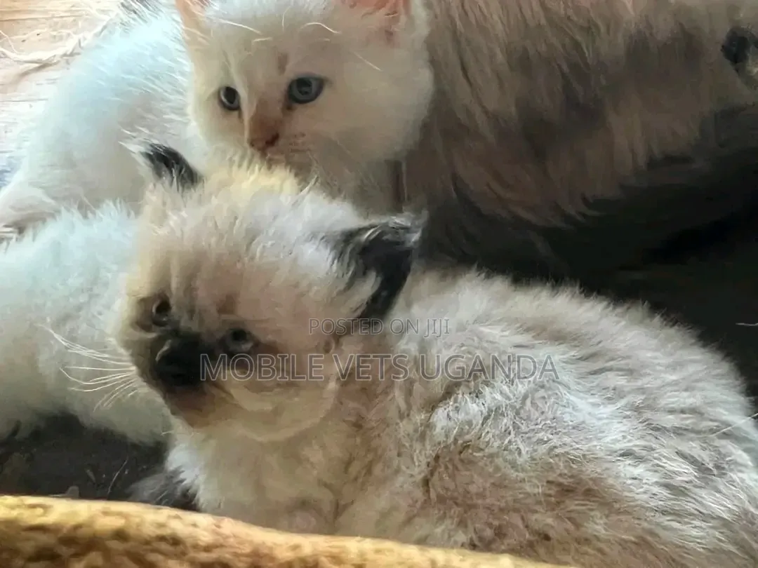1-3 months Male Purebred Ragdoll