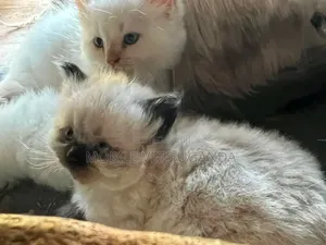 1-3 months Male Purebred Ragdoll