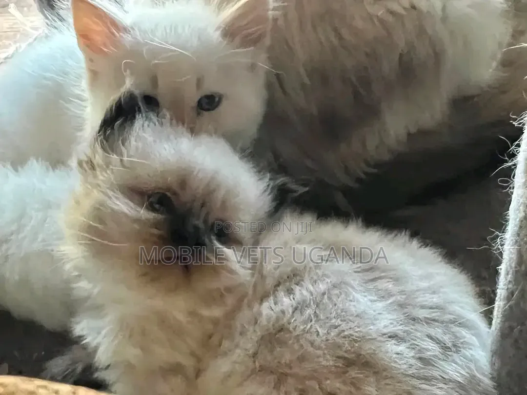 1-3 months Female Purebred Ragdoll