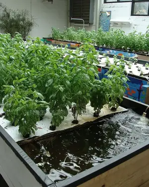 Aquaponic Farming Systems