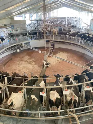 Smart Livestock Management