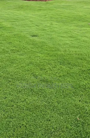 Natural Carpet- Grass
