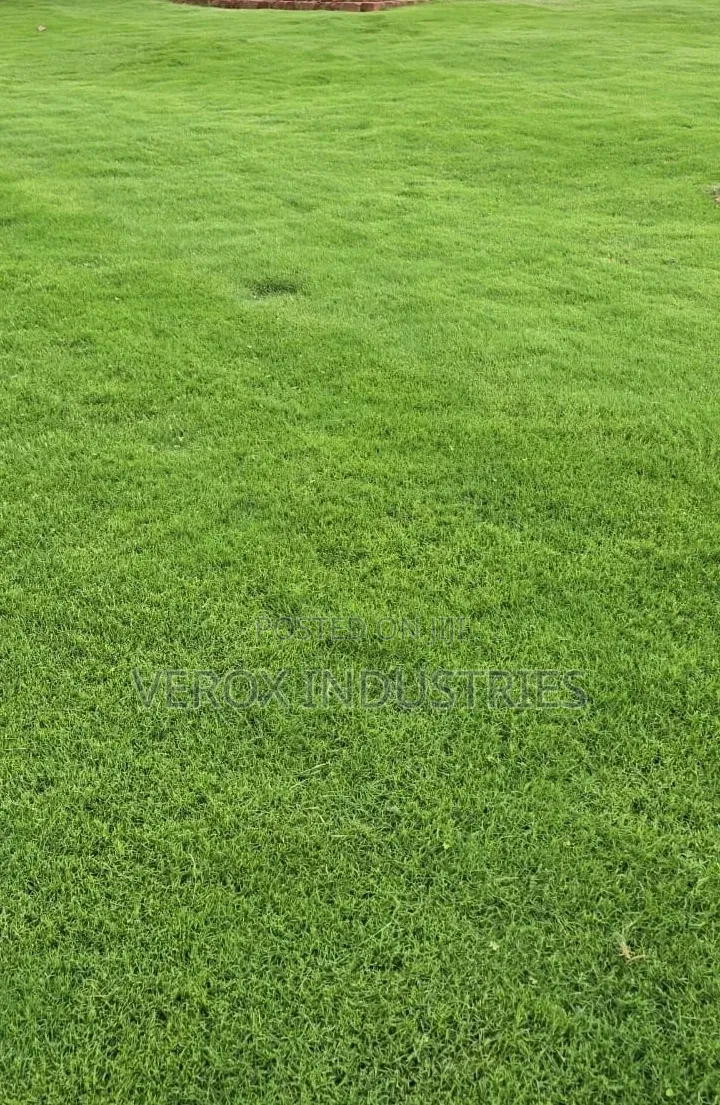 Natural Carpet- Grass