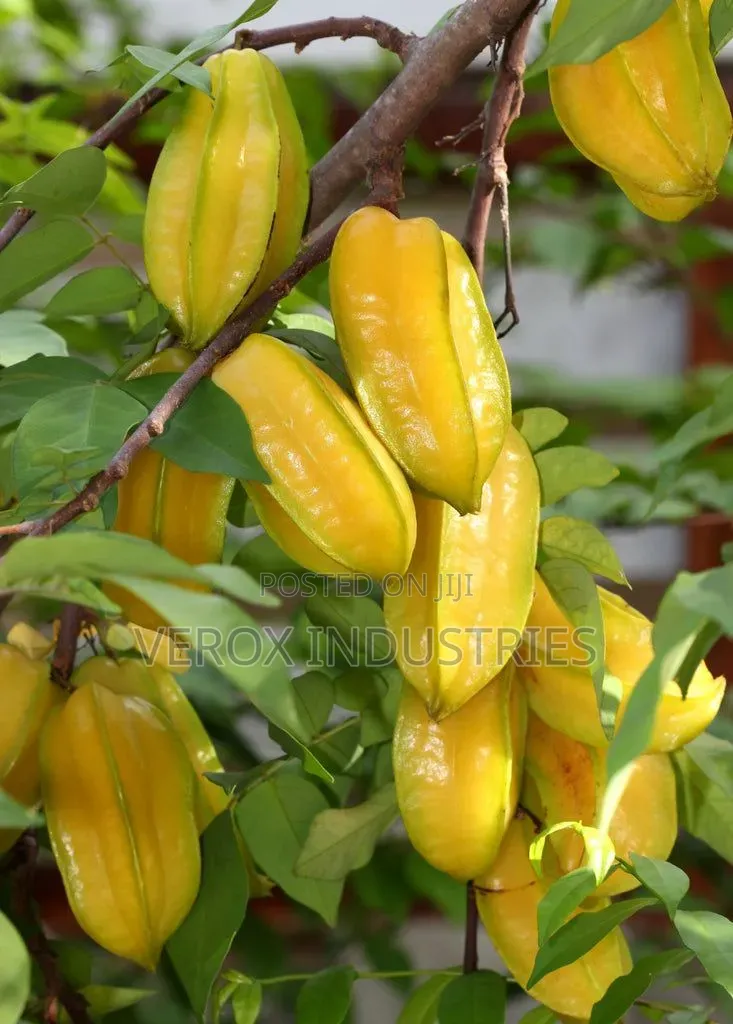 Star Fruit Seedlings