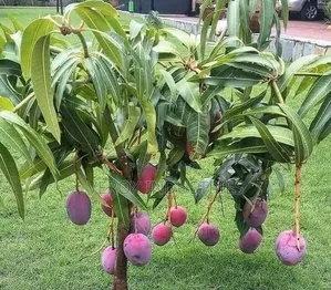 Mangoes Seedlings