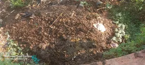 Cow Dung Manure