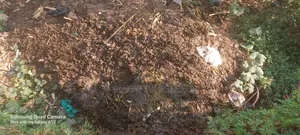 Cow Dung Manure