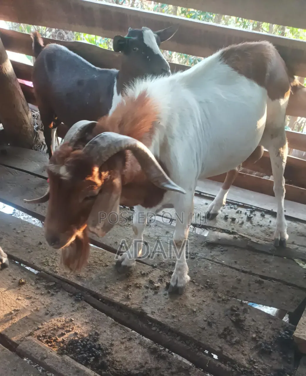 Exotic and High Bread Goats