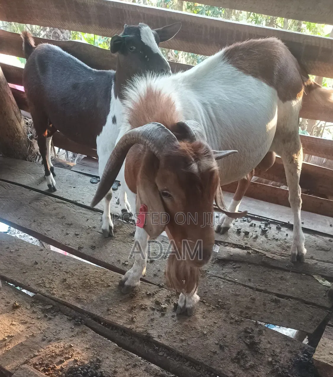 Exotic and High Bread Goats
