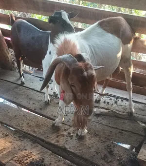Exotic and High Bread Goats
