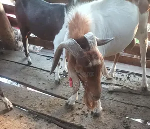 Exotic and High Bread Goats