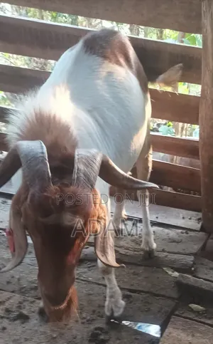 Exotic and High Bread Goats