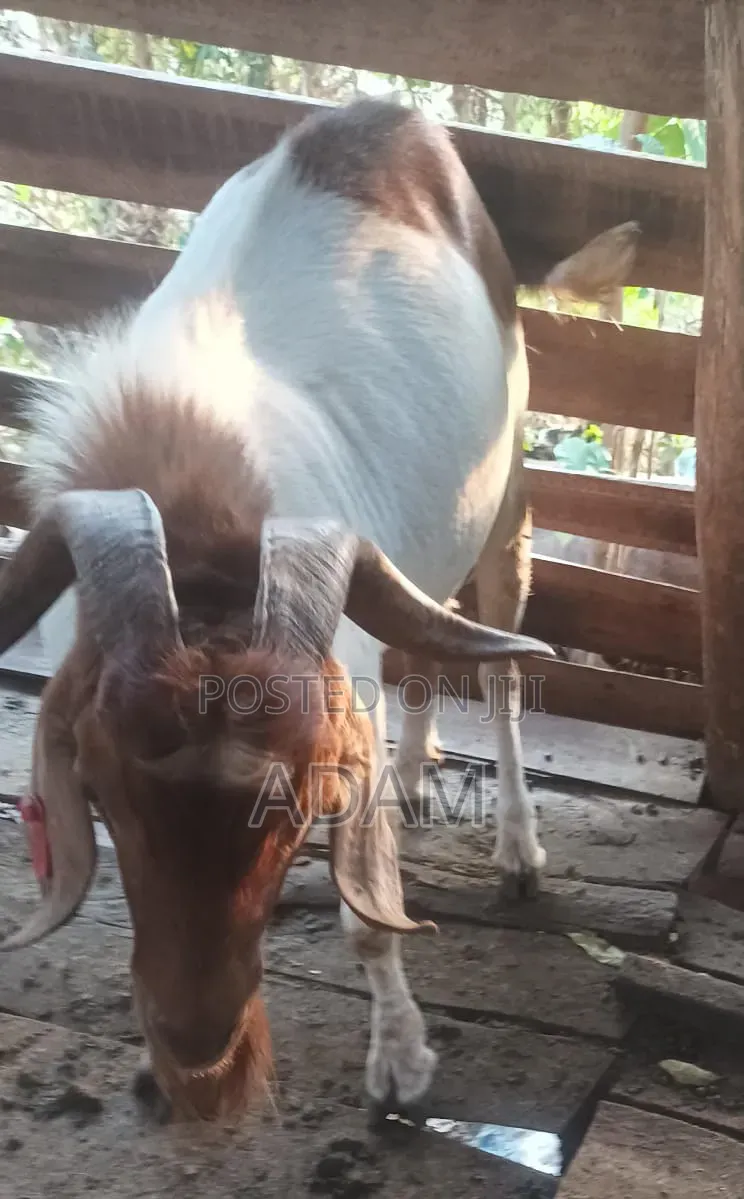 Exotic and High Bread Goats