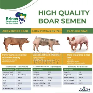 Artificial Insemination for Improved Pig Breeds