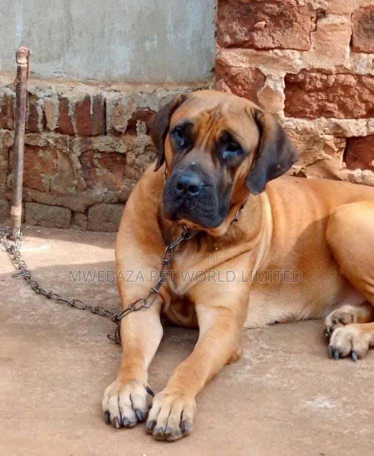 6-12 months Male Purebred Boerboel