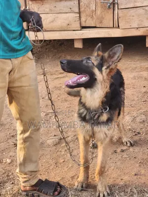 6-12 months Male Purebred German Shepherd