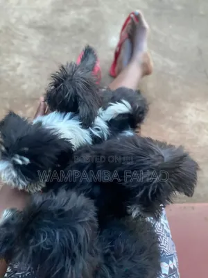 1-3 months Male Purebred Maltese