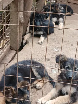 3-6 months Male Purebred German Shepherd