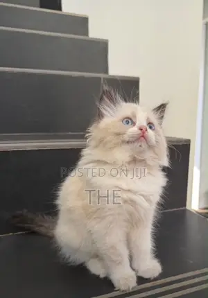 1-3 months Female Purebred Ragdoll
