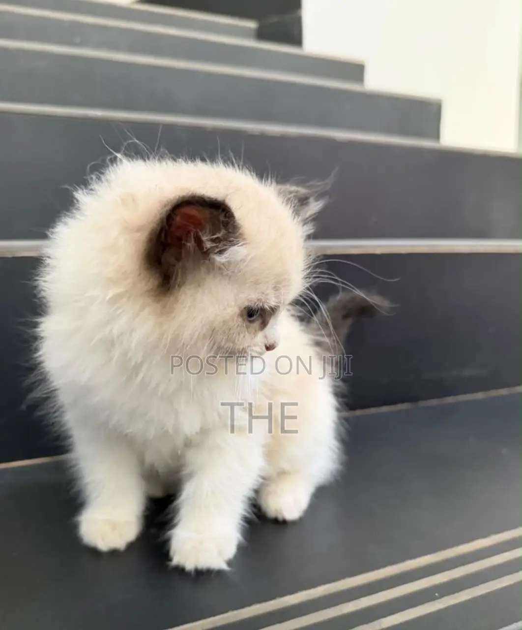 1-3 months Female Purebred Ragdoll