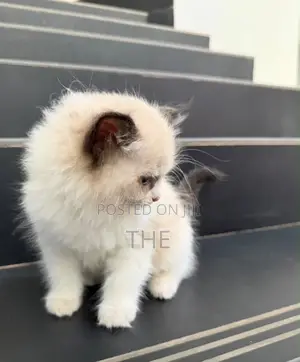 1-3 months Female Purebred Ragdoll