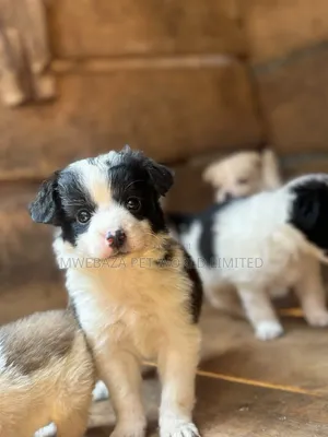 1-3 months Male Purebred Maltese