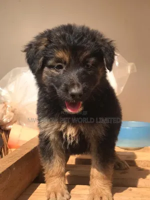 1-3 months Male Purebred German Shepherd