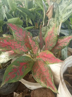Aglaonema Plants