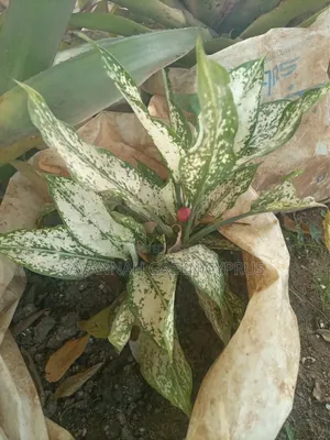 Aglaonema White Plants