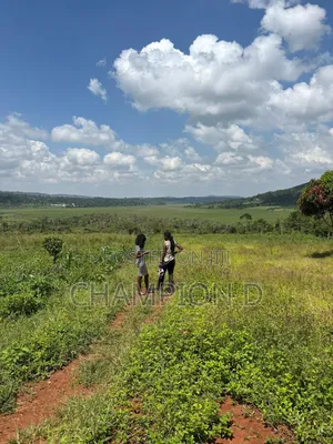 The Land Guy