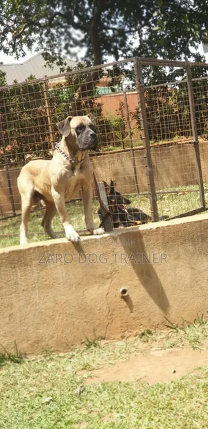 1+ year Male Purebred Boerboel