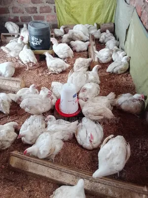 Broiler Chickens