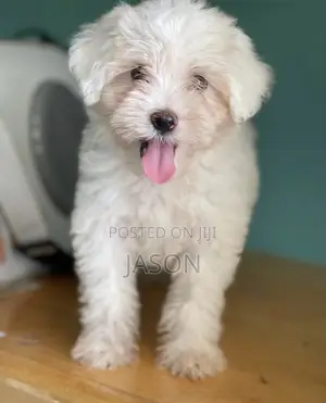 1-3 months Male Purebred Maltese