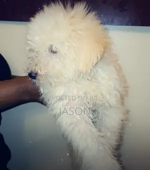 1-3 months Male Purebred Maltese