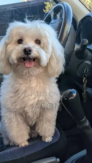 3-6 months Male Purebred Maltese