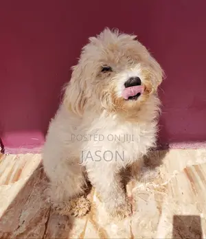 3-6 months Female Purebred Maltese
