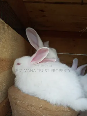 Young Rabbits ( Pure New Zealand White)