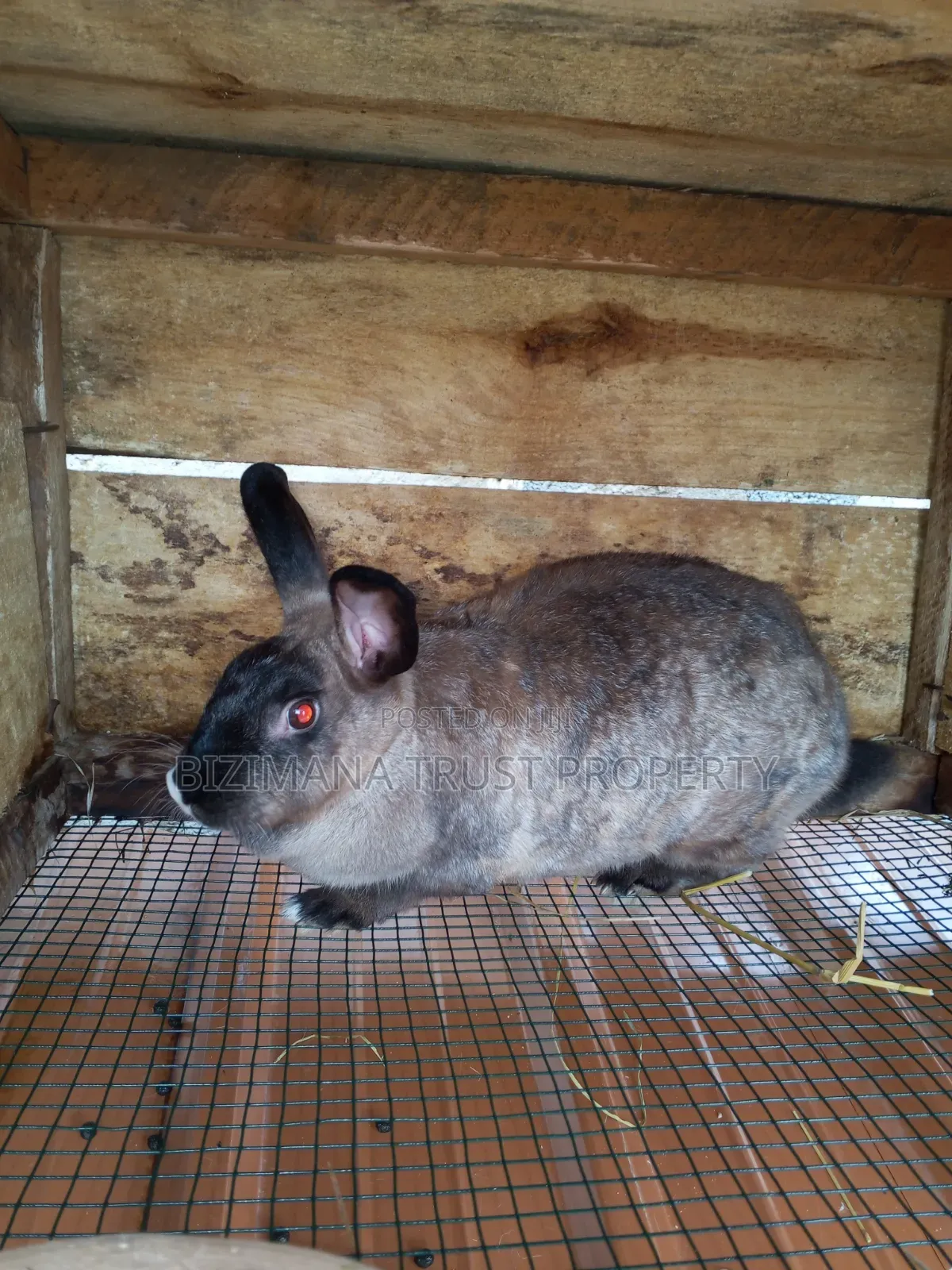 Chinchilla and Flemish Giants Rabbits