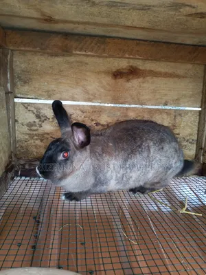 Chinchilla and Flemish Giants Rabbits