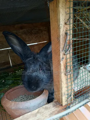 Chinchilla and Flemish Giants Rabbits