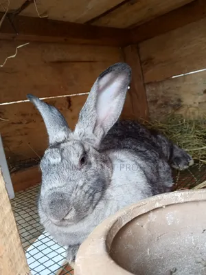 Chinchilla and Flemish Giants Rabbits