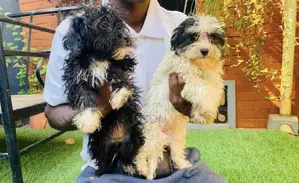 1-3 months Male Purebred Maltese