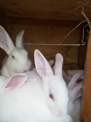 Young Rabbits ( Pure New Zealand White)