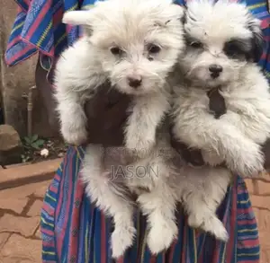 1-3 months Female Purebred Maltese