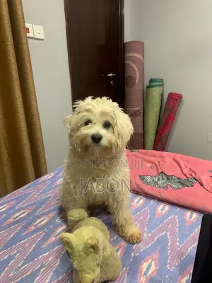 3-6 months Male Purebred Maltese