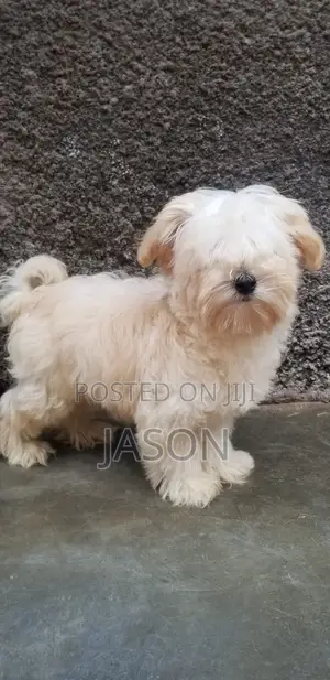1-3 months Male Purebred Maltese