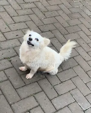 6-12 months Female Purebred Japanese Spitz