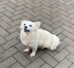 6-12 months Female Purebred Japanese Spitz