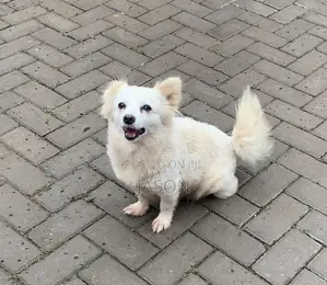 6-12 months Female Purebred Japanese Spitz